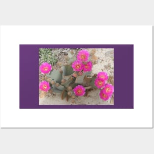 Beavertail cactus, nature, gifts, Desert Beauty Posters and Art